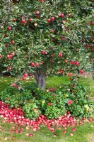 Malus - Fallen apples under apple tree underplnted with Dahlias