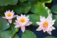 Nymphaea x marliacea 'Rosea' - Pink and white waterlily