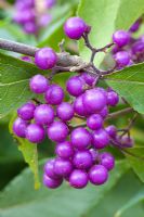 Callicarpa with purple berries 