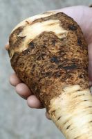 Pastinaca sativa 'Gladiator F1' - Parsnip with the disease, Canker.