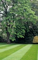 The stripes in this immaculate lawn lead the eye to Tila petiolaris - Weeping lime 