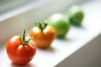 Home grown tomatoes ripening on windowsill