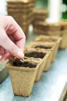 Helianthus - Sunflower seed being sown in biodegradable pots