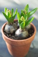 Hyacinthus in terracotta pot