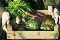 Harvested potaotes and carrots in wooden box