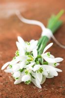 Galanthus - A tied bunch of snowdrops