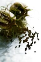Nigella damascena 'Miss Jekyll' seed heads and seeds