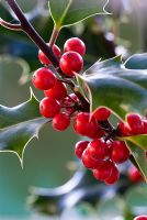 Ilex aquifolium - Berries of holly in the Autumn sun