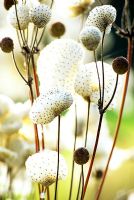 Anemone japonica seeds
