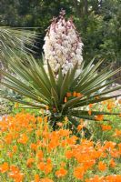 Yucca treculeana - A Yucca flowering above  Eschscholzia Californica - Californian Poppies