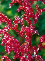 Atriplex hortensis rubra - Red Orach flowers  