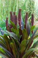 Eucomis 'Sparkling Burgundy' - Purple Pineapple Lily