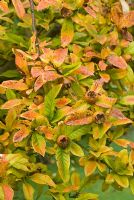 Mespilus germanica - Fruits and autumn colour