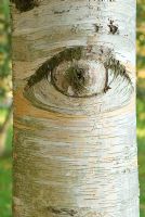Betula x caerulea - Detail of bark