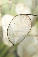 Lunaria annua - Honesty seed head with frost