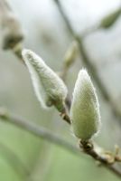 Magnolia 'Vulcan' in February