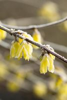 Forsythia giraldiana with frost in February - The earliest forsythia to flower