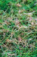 Red Thread - Lawn fungal disease