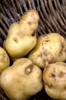 Potato Lumpers Late maincrop source of Potato blight introduced 1800