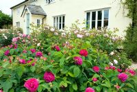 Rosa 'de Rescht' - Roses in foreground in front of cottage, Suffolk