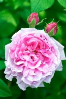 Rosa 'Comte de Chambord' 