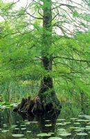 Taxodium distichum in pond showing root 'knees' above water
