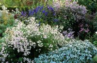 Border with Salvia and Aster
