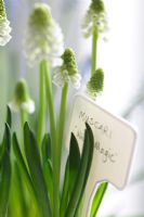 Muscari 'White Magic' with plant label