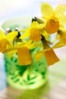 Narcissus 'Tete-a-Tete' in green patterned glass 