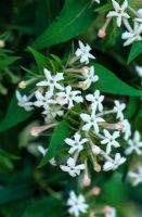 Abelia triflora - Strongly scented flowers