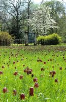 Meadow of Fritillaria meleagris - Snake's head fritillary at Magdalen College, Oxford