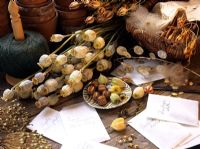 Collecting dried flower seeds