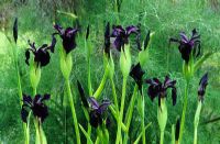Iris chrysographes and Foeniculum vulgare