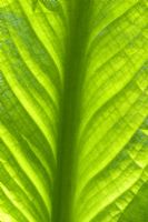 Lysichiton americanus - Detail of Skunk Cabbage leaf