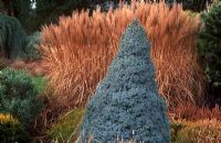 Picea glauca 'Alberta Blue' - White Spruce with Miscanthus sinensis 'Krater' 