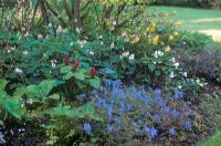 Spring border with Corydalis flexuosa, Trillium sessile, Trillium ovatum, Dicentra 'Pearl Drops', Narcissus and Acer shirasawanum 'Aureum'