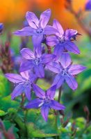 Campanula poscharskyana 'Blue Rivulet' - Bellflower