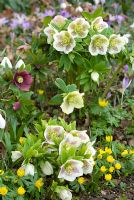 Helleborus x hybridus 'Christmas Rose', Eranthis hyemalis, Crocus tommasinianus and Galanthus elwesii 'Monostictus' 