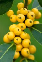 Ilex aquifolium 'Bacciflava' - Holly berries