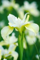 Iris sibirica 'Butter and Sugar' - Siberian Flag