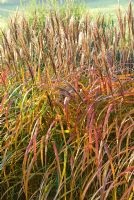 Miscanthus sinensis 'Malepartus' hedge at Special Plants Nursery in Autumn