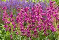 Penstemon 'Purple Passion' and Salvia x sylvestris 'Blauhugel'