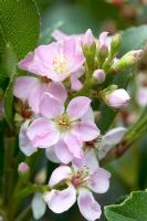 Rhaphiolepis indica 'Pink Cloud' - Indian Hawthorn