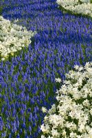 River of Muscari armeniacum and Narcissus 'Toto'