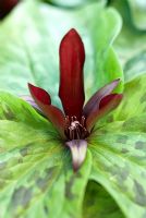 Trillium chloropetalum 'Giganteum' - Wood Lily