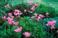 Tulipa 'China Pink' with  Phlox paniculata 'Eve Cullum', Hosta 'Hadspen Blue' and Rheum 'Ace of Hearts'