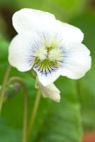 Viola sororia 'Gloriote' - Groves Nursey, Bridport, Dorset