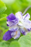 Viola odorata 'Mrs David Lloyd George' -  Groves Nursery, Bridport, Dorset