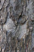 Heart shape in tree bark