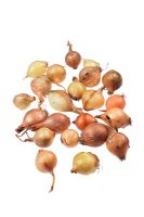 Allium cepa 'Stuttgarter' - Seed onions